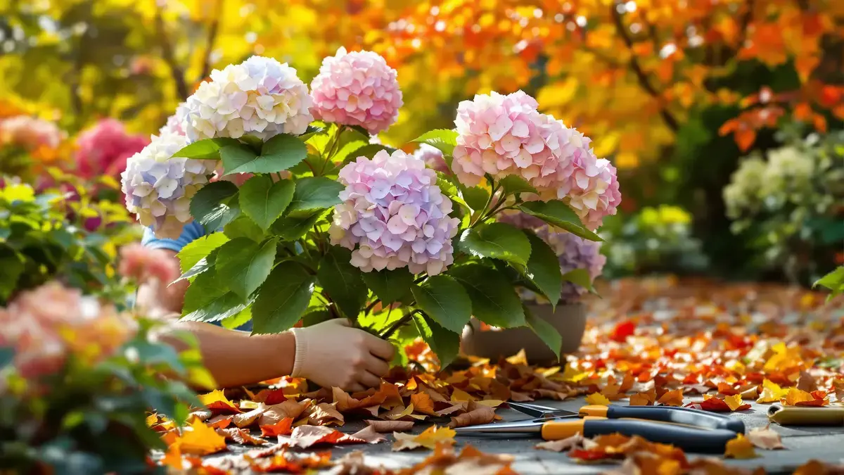 Hortensia’s in de herfst: waarom deze eenvoudige verwaarlozing hun gezondheid kan bedreigen