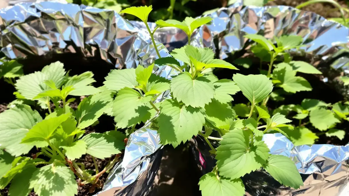 Aluminiumfolie in je bloempotten: een originele en nuttige methode voor je planten